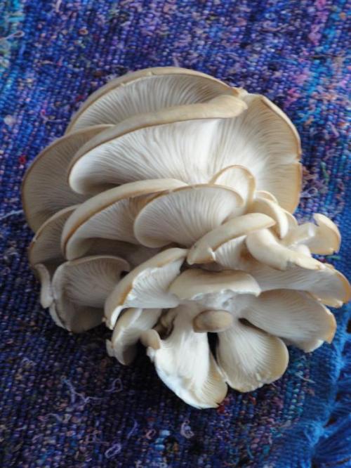 oyster mushroom